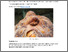 [thumbnail of Octopus bloom - Fisheries independent estimates of octopus abundance and behaviour (Work Package 2) FINAL.pdf]